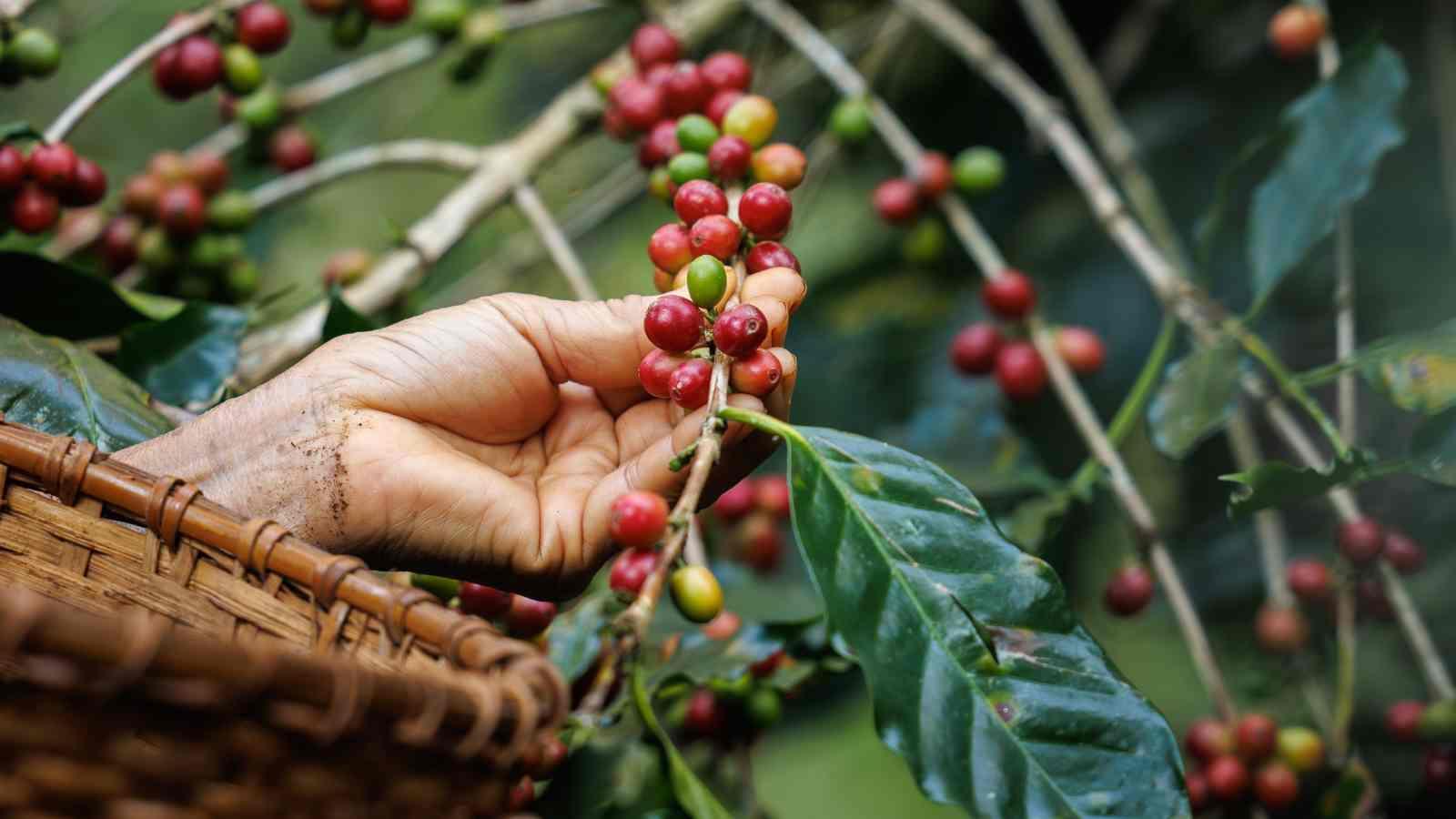Image of A Global Tour of Coffee Culture and Traditions
